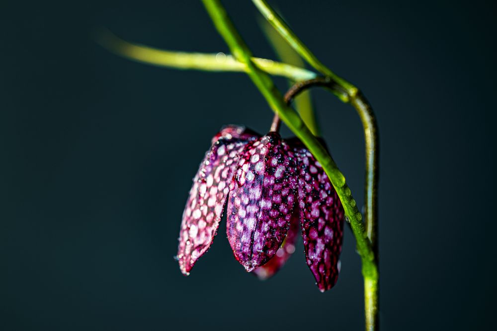 Fritillaria pink flower in dark room