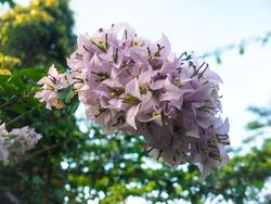 purple Bougainvillea flower