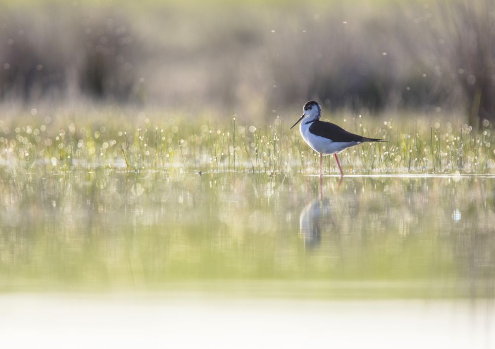 Wild bird walking on water