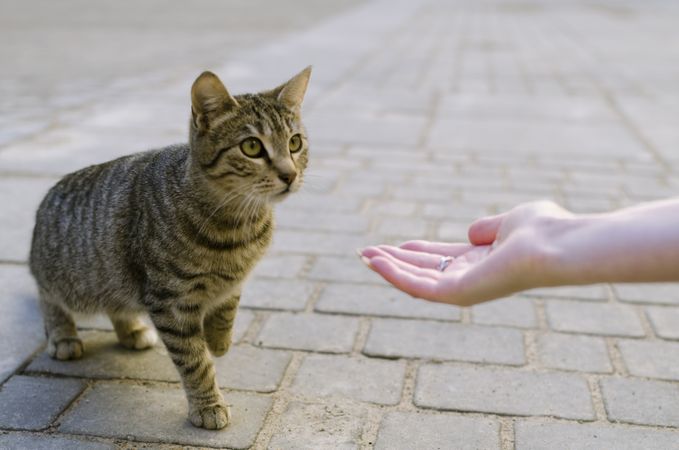 Person's hand welcoming a cat on gray concrete floor