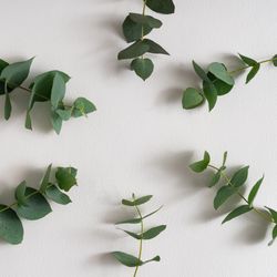 Eucalyptus leaves on light background