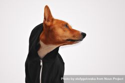 Side view of dog in hoodie be1wPb