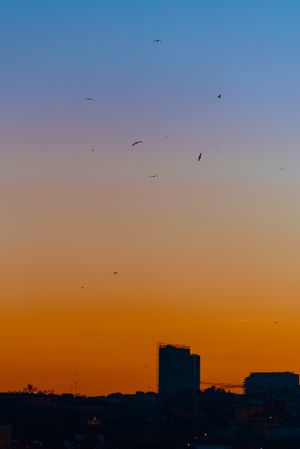 Birds in sunset sky over city