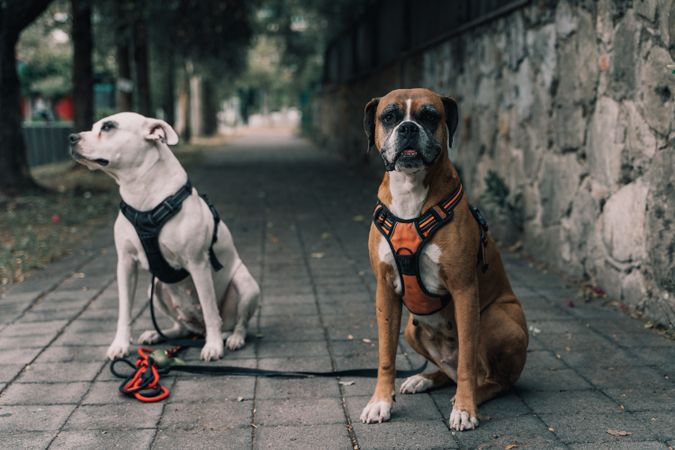 Boxer dog strolling with Staffordshire terrier in urban street