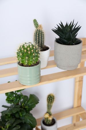 Cozy hobby - growing indoor plants at home