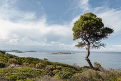 Green tree on picturesque coastline