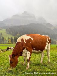 Cow grazing under the Videmanette in fog 41ldGj