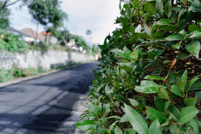 the Euphorbia tirucalli plant, commonly known as anak nakal, growing as a natural fence along the roadside