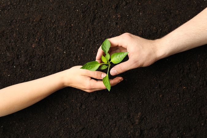 Woman and man hands hugs a green sprout in soil, top view and space for text. Environmental protection. Agriculture