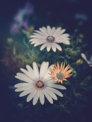Pretty flower growing in garden