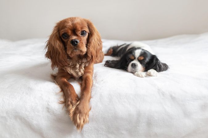Two cavalier spaniels lying in the sheets