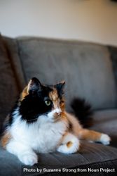 Cat lounging on couch 0JG6K5