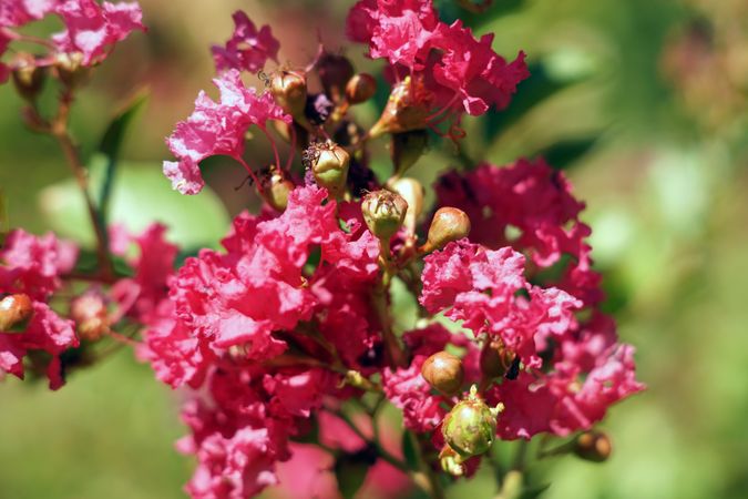 Flowers and buds on bush