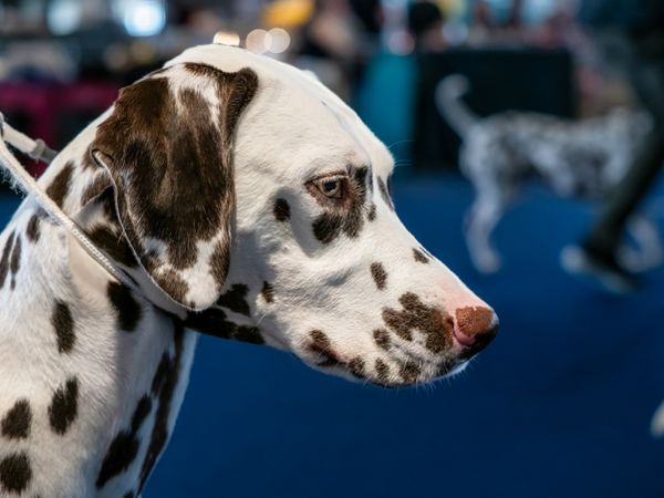 Beautiful Dalmatian with brown spots. Elegant dog.