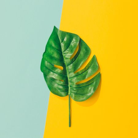 Tropical leaf on blue and yellow background