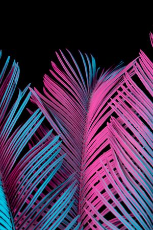 Tropical palm leaves in vibrant bold gradient blue and pink holographic neon colors
