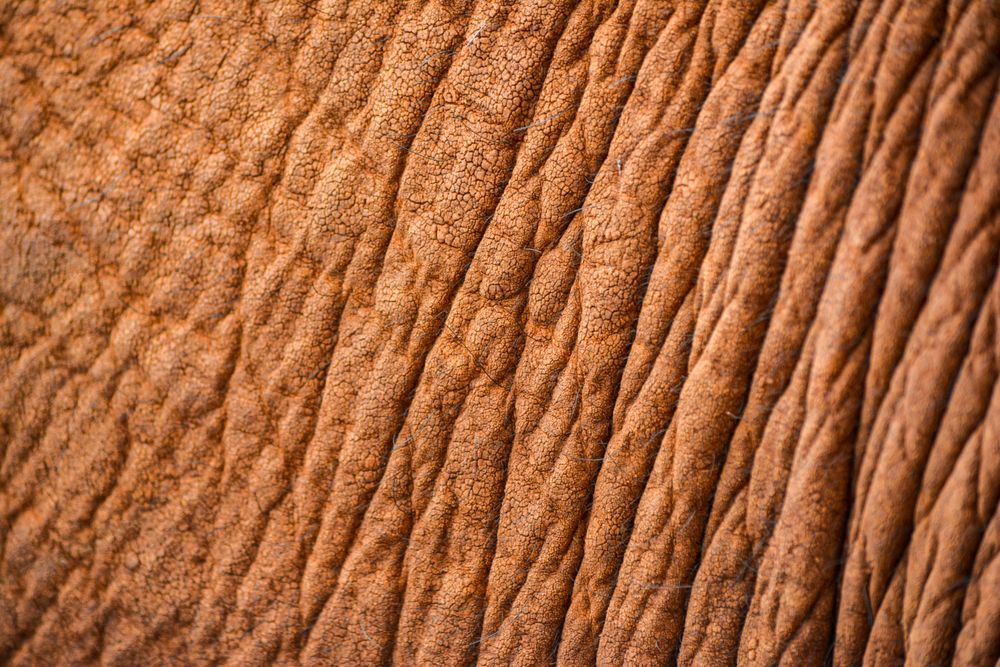 Elephant skin texture