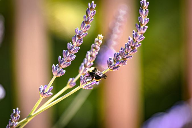 Bee on lavender plants in field