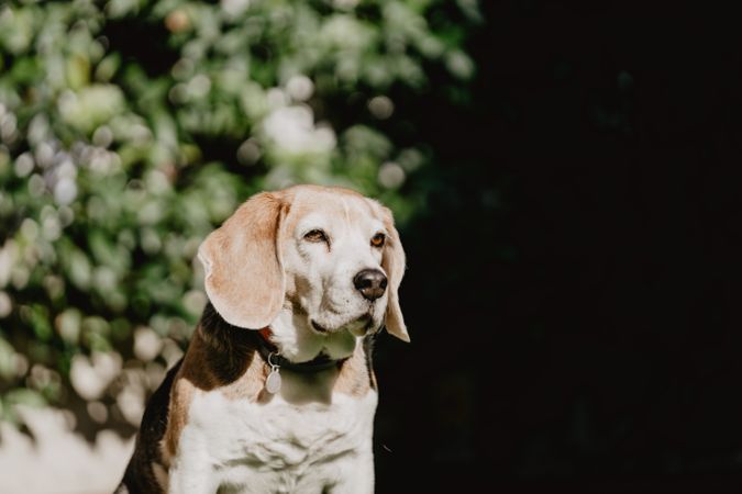 Cute beagle on lawn in yard