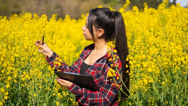 Agricultural technical engineer inspecting a rapeseed agricultural field