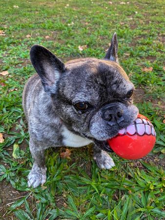 Winning grin of French Bulldog with toy