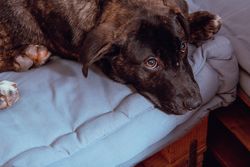 Dog lying on floor