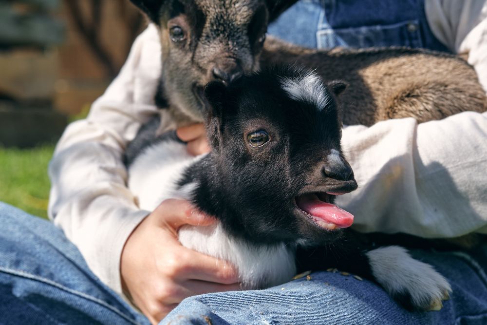 Anonymous person caressing adorable little goats on lawn in farm