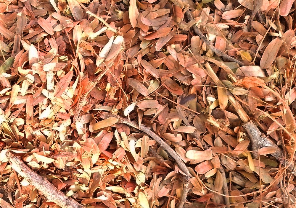leaves scattered on the ground creating a natural textured autumnal floor covering