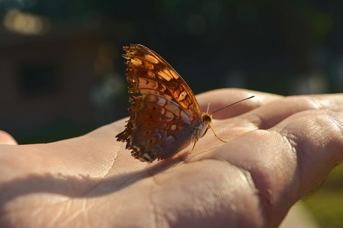 Hand holding brown butterfly