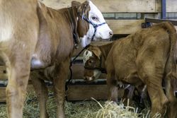 Calves at the Itasca County Fair in Grand Rapids, MN