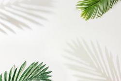 Palm leaves and shadows in corner on light background