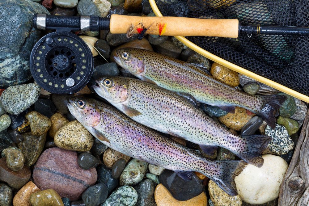 Top view of three trout which have been fished