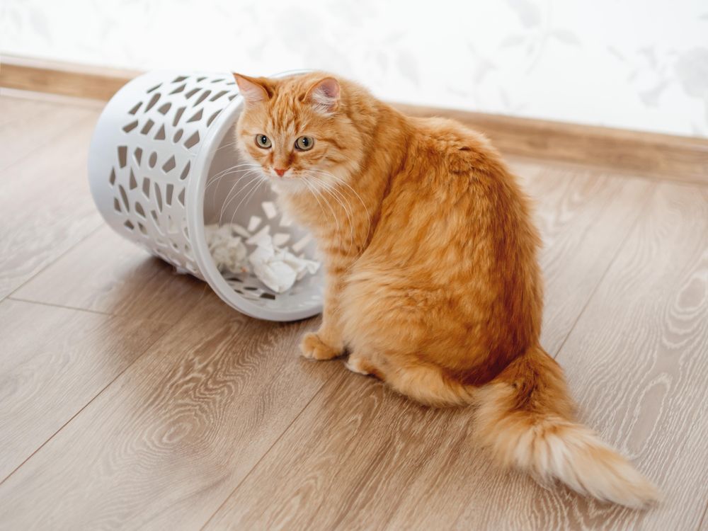 Cute ginger cat outside a overturned wastebasket