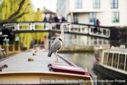 Heron sitting atop boat in Little Venice, Camden, UK 4joW9b
