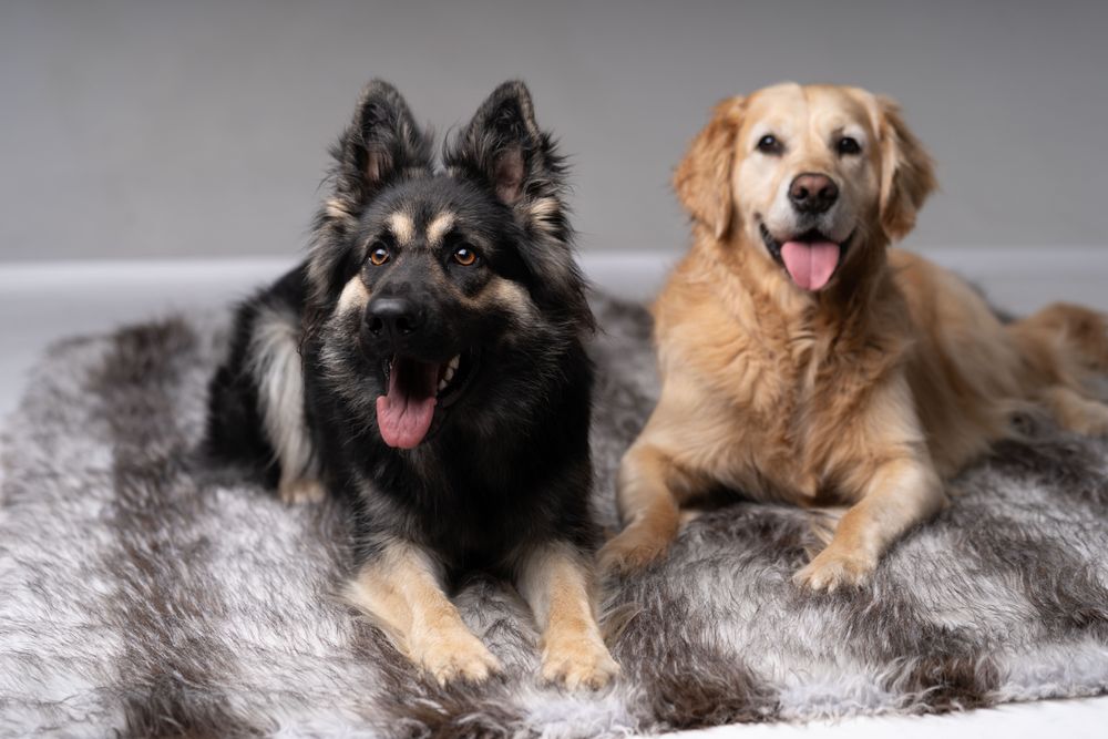 German shepherd and golden retriever on grey rug