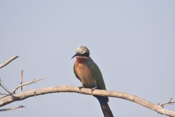 Rollers bird on brown tree branch