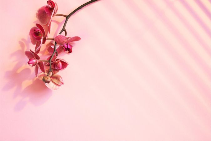 Pink orchid on pink background with shadow
