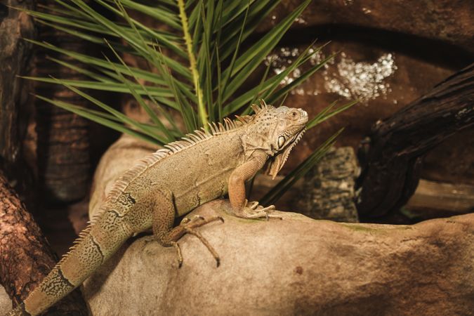 Iguana lying on stone in park