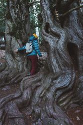 Woman with backpack exploring huge trees in forest