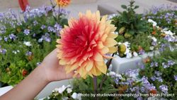 Red and yellow dahlia in person’s hand bDvxQ5