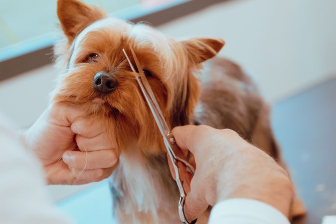 Crop groomer trimming fur of little dog
