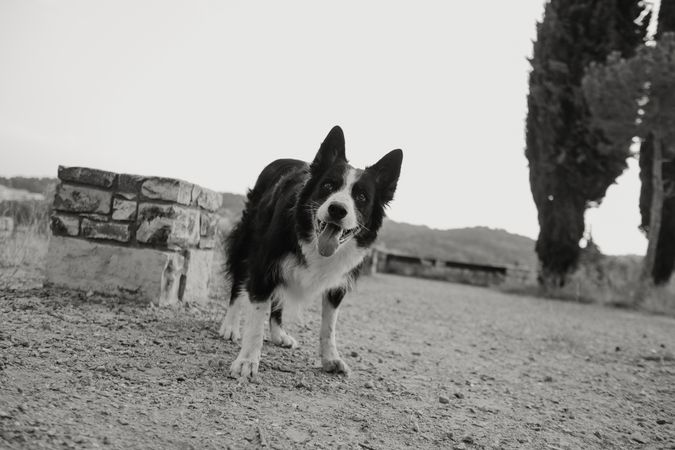 Senior Border Collie sitting on road against blurred dry grass