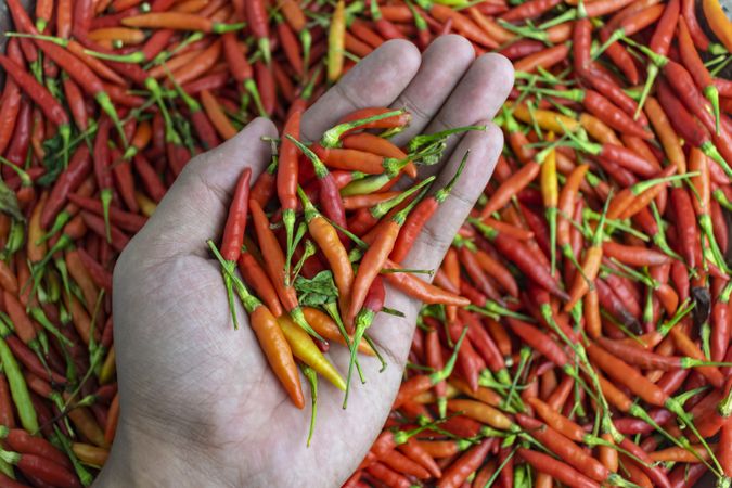 birds eye chili