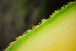 Fresh Avocado Closeup