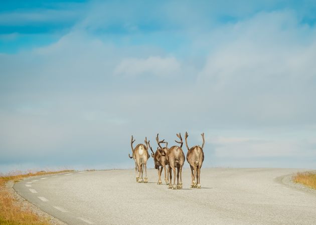 Reindeer walking on paved road in sunlight