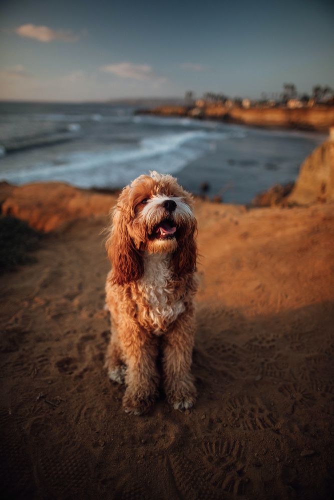 Brown dog standing beside waterside
