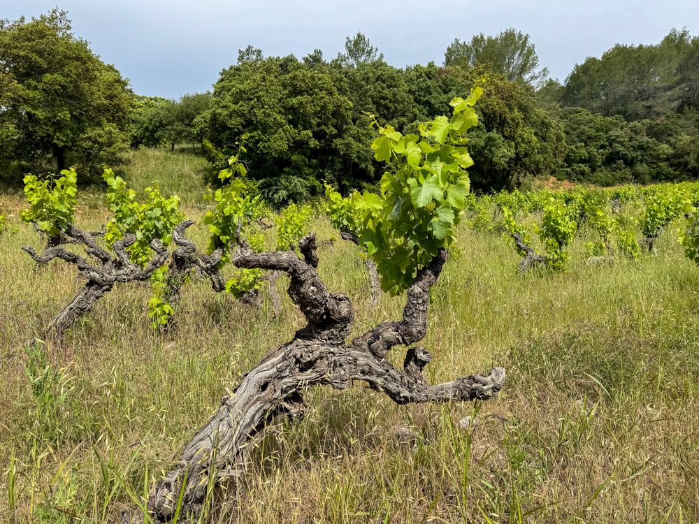 Leaning mourvedre vine in Côtes De Provence, France