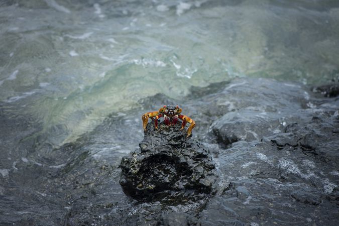Bright crab on dark rock in the water