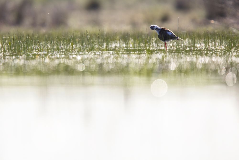 Wild bird walking on water