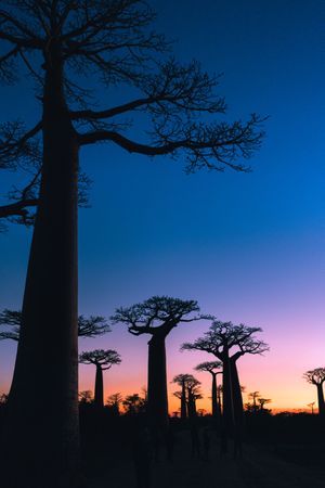 Wonderful sunset among giant baobabs